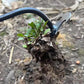 🌿✨ Gardening Hand Weeder Tools👩‍🌾BUY 1 GET 1 Free