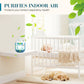🔥2026 New Collection ⏰Indoor Air Purification Dust Removal Magic Box🏠🌿